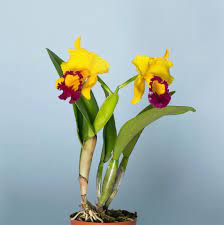16 Of The Best Smelling Houseplants Best Smelling Flowers Fragrant Plant Fragrant Flowers