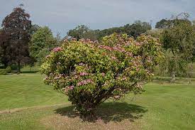They smell like cotton candy in spring usualy bloom for no more than two weeks and leave behind a pea shape pod which contains the seeds. How To Grow Mountain Laurel Kalmia Latifolia Gardener S Path