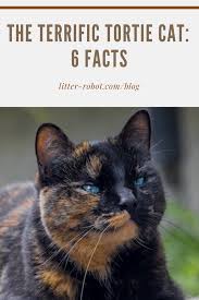 You may filter the photos by selecting any combination of show season, color, and cat's name or partial name. The Terrific Tortie Cat 6 Facts Learn More On Litter Robot Blog In 2020 Calico Cat Facts Cats Tortoiseshell Cat Names