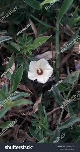 Image result for Xenostegia tridentata