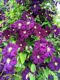 We did not find results for: Daily Flower Candy Clematis Etoile Violette Agm The Frustrated Gardener