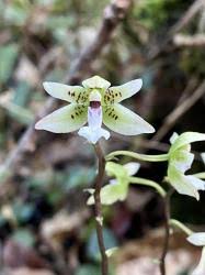 Image result for Eulophia stachyodes