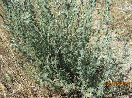 Image result for Centemopsis