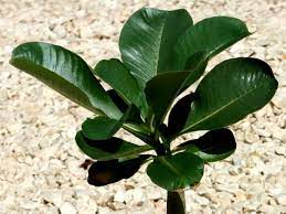 Adenium Obesum Subsp Boehmianum Bushman S Poison World Of Succulents Adenium Mushroom Plant Succulents