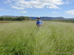 Image result for Urochloa marlothii