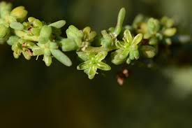 Image result for Suaeda monoica