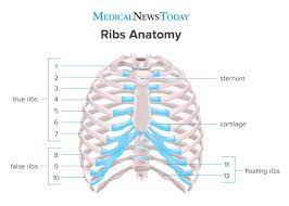 It is also flexible enough to prevent injury and a. How Many Ribs Do Humans Have Men Women And Anatomy