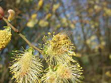 Salix alba, the white willow, is a species of willow native to europe and. Willow Wikipedia