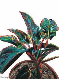 It resides in the araceae family and may grow to 4m in. Blushing Philodendron Philodendron Erubescens Painting By Poonam Singh Saatchi Art