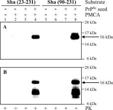 Distinct Structures Of Scrapie Prion Protein Prpsc Seeded Versus Spontaneous Recombinant Prion Protein Fibrils Revealed By Hydrogen Deuterium Exchange Journal Of Biological Chemistry