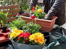 Für welchen balkon passen welche pflanzen? Blumenkasten Bepflanzen So Wirken Bluhpflanzen Harmonisch Berlin De