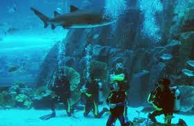 Dubai Mall Acuario Buceo Con Tiburones Dubai Aquarium Dubai Mall Shark Diving
