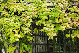 Luckily, there are plenty of hardy vine plants that are tough enough to make it through zone 7 winters. Popular Flowering And Vines And Climbers