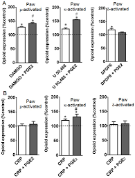 Naïve or prostaglandin E2 (PGE2, 100 ng/paw) injected rats were treated... 