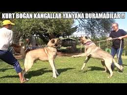 Kurt Bogan Kangal Kopekleri Bir Araya Gelirse Efsane Kangal Boran In Oglu Patron Safkan Kangal Youtube