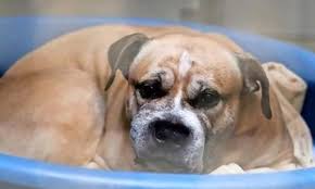 Check spelling or type a new query. Dog That Killed Owners In Germany Might Not Be Euthanized After Supporters Call For Saving The Animal New York Daily News