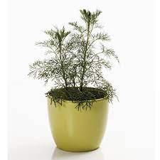 Alleen al de aanraking van de plant zorgt dat deze lekkere geur vrij komt. Colakruid Citroenkruid Artimisia Abrotanum Tuinplanten Den Kreupel