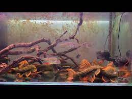The page offers tips on tank setup, diet and water conditions. L25 Scarlet Cactus Pleco Vs Xxl Leopard Sailfin Pleco Who S The Boss Youtube