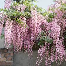 Wisteria Kuchi Beni Wisteria Plant Wisteria Garden Pink Garden