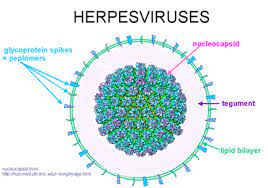 Herpes simplex virus herpes simplex viruses (hsv) are members of herpes virus family. Herpes Simplex Virus Encyclopedia Article Citizendium