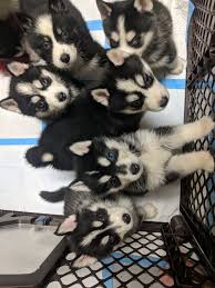 This is not the pup for you if you dislike training or. Siberian Husky Puppies For Sale Au Gres Mi 290280
