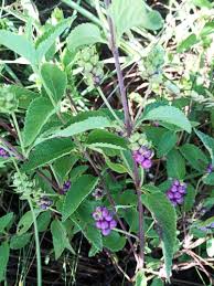 Image result for Lantana rugosa