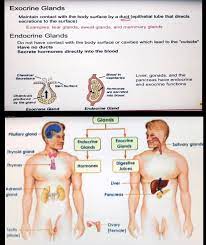 Pin On Human Anatomy Therapy