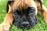 These pedigrees produces a wonderful headpiece, large square bone structure, excellent temperament, Boxer Dog Wikipedia