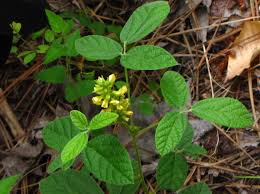 Image result for Rhynchosia totta