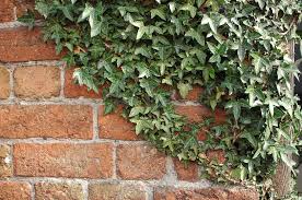 It is ideal for all varieties of ceremonies and. Hd Wallpaper United Kingdom Stafford Leaves Ivy Weathered Foliage Brick Wall Wallpaper Flare