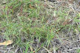 Image result for Cenchrus ciliaris