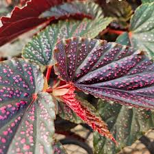 Image result for Begonia