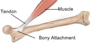 We did not find results for: 10 Facts About Tendons Inline Physio