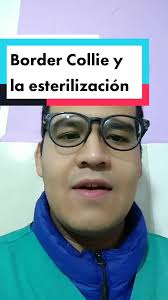 Responder a @dancamort #esterilizaressalvarvidas #tiktokmonterrey🤠🤠  #monterreynl🇲🇽 #santacatarinanl #veterinarioenmonterrey