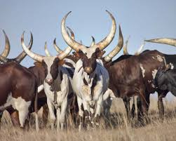 Siyabonga cwele is the new minister of home affairs. Cattle Of The Ages Daniel Naude