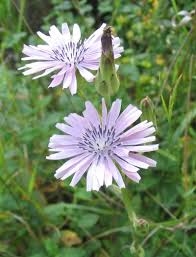 Image result for Lactuca indica