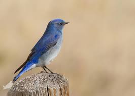 Blue Birds Native To Colorado Mountain Bluebird Colorado Colorful Birds Blue Bird Birds