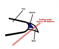 How to get a dog's toenail to stop bleeding. How To Prevent Dogs Nails From Bleeding When You Cut Them Pethelpful