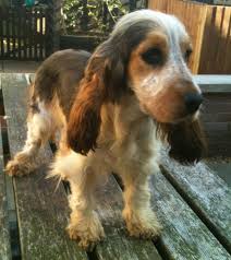 Black And Tan Cocker Spaniel Puppies For Sale Scotland Cocker Spaniel Sable Google Zoeken Cocker Spaniel English Cocker Spaniel Cocker Spaniel Puppies