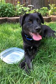 Mar 15, 2019 · the chocolate lab is a friendly, confident and loving dog. Puppies In Nashville Looking For Their Fur Ever Homes