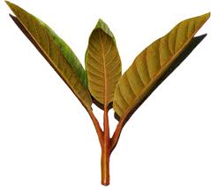 Image result for Harungana madagascariensis