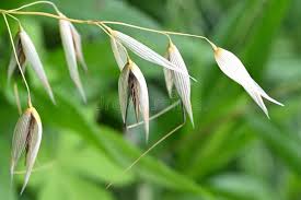 Image result for Avena byzantina