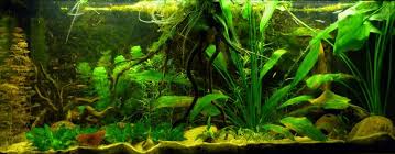 1 20m South America Biotope South America Biotope Aquarium Aquascape