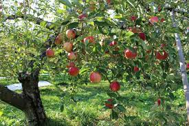 They are commonly eaten fresh, in salads, as garnishes and in drinks. Beautiful Fruit Trees And Bushes That Will Do Well In Most Gardens Kind Over Matter