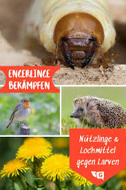Engerlinge Im Garten Bekampfen Engerlinge Pflanzenschadlinge Engerlinge Bekampfen