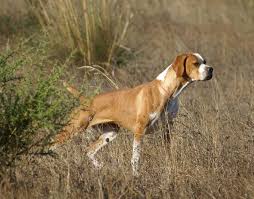 Portuguese Pointer Breed Perdigueiro Portugal Dog Gate Sporting Dogs Hunting Dogs
