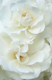Flowers from the heart ⭐ , united states, crandon, 102 n lake ave.: White Roses Flowers Beautiful Flowers Pretty Flowers