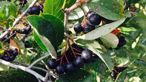 We spoke with nutritional biochemist dr. Growing Aronia Berries Youtube