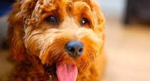 Directions preheat oven to 350°. Best Dog Food For Goldendoodles To Keep Them Happy And Healthy