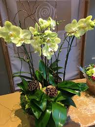 домашние комнатные цветы фото и названия и уход за ними Pin By Polariss On Orchidaholic Orchid Arrangements Orchids Flower Arrangements
